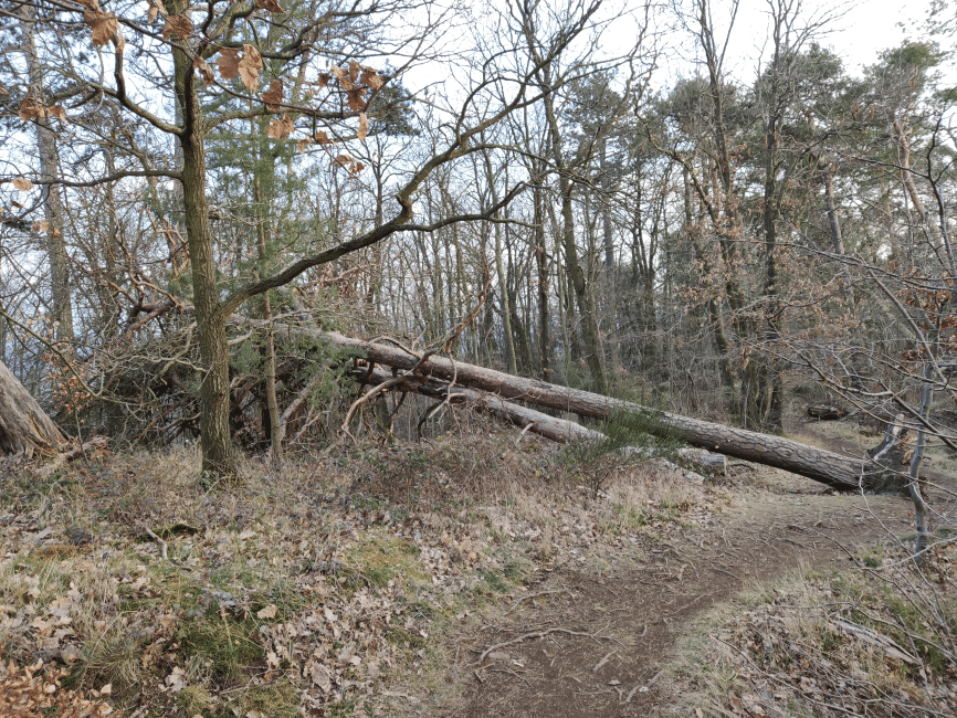 Windbruch auf dem Kottenheimer Büden
